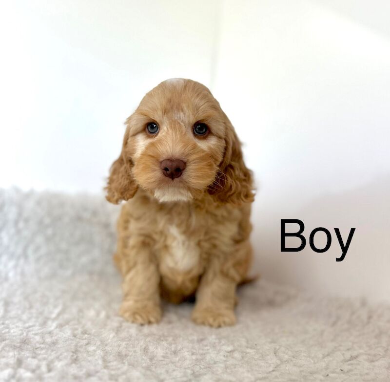 4 adorable cockapoo ready 2nd July for sale in Upwell Norfolk 