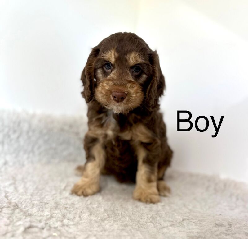 4 adorable cockapoo ready 2nd July for sale in Upwell Norfolk | Image 2