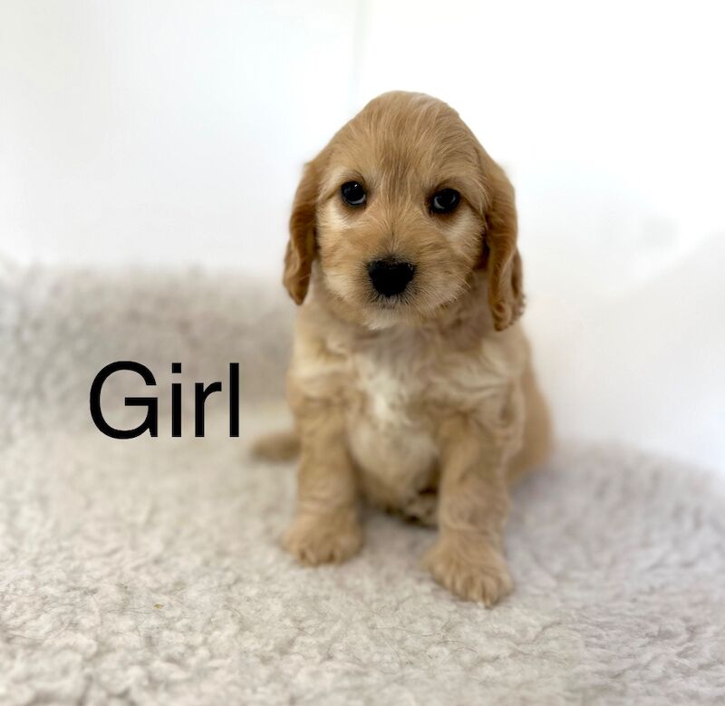 4 adorable cockapoo ready 2nd July for sale in Upwell Norfolk | Image 3
