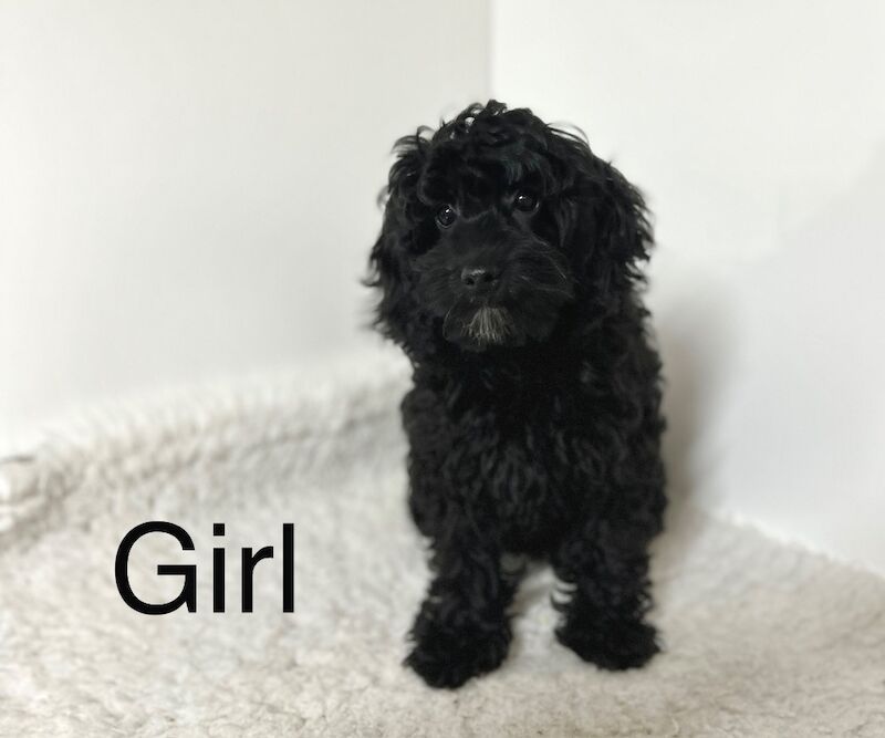 Cockapoo puppies for sale in Wisbech Cambridgeshire – 4 months old