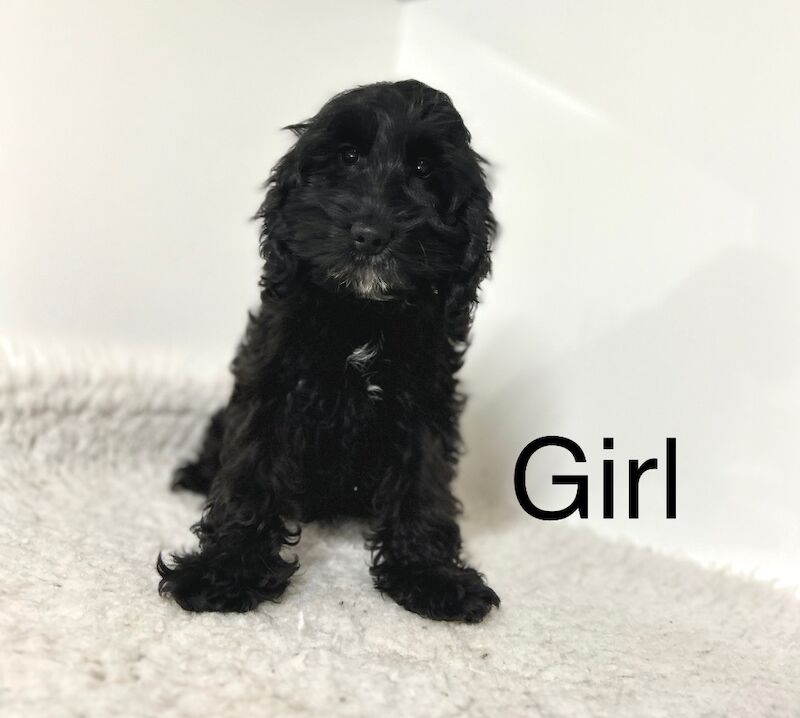 Cockapoo puppies for sale in Wisbech Cambridgeshire – 4 months old - Image 2 of 5