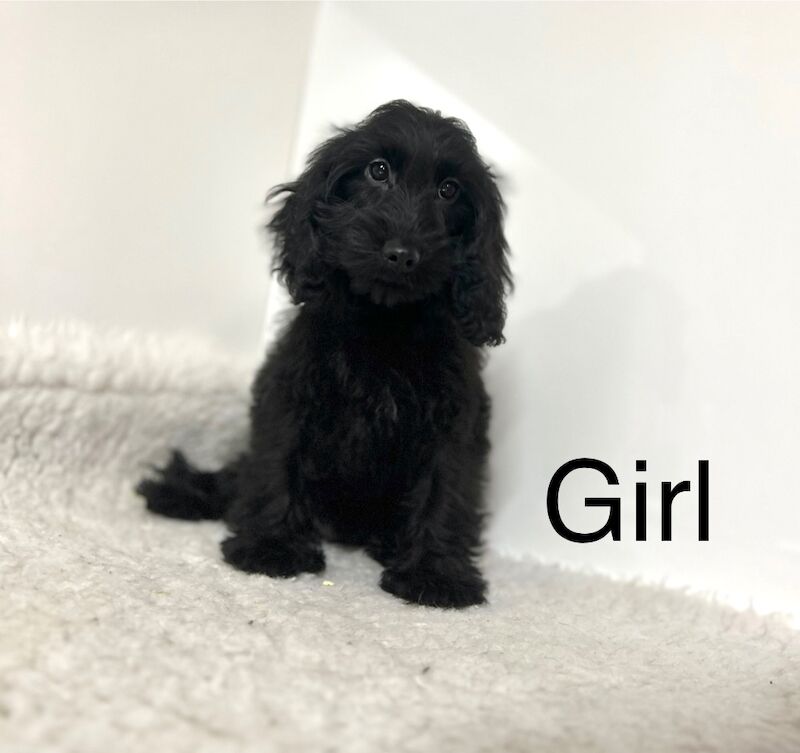 Cockapoo puppies for sale in Wisbech Cambridgeshire – 4 months old - Image 3 of 5