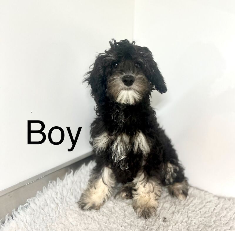 Cockapoo puppies for sale in Wisbech Cambridgeshire – 4 months old - Image 4 of 5