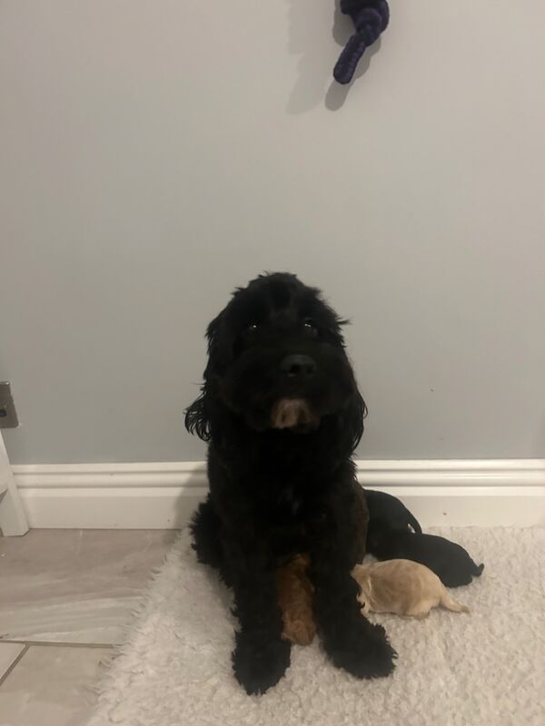 Cockapoo puppies for sale in Wisbech Cambridgeshire – 4 months old - Image 5 of 5