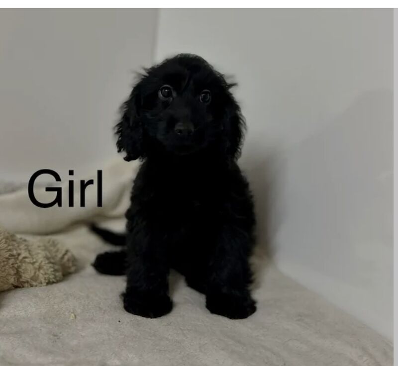 Cockapoo puppies for sale in Wisbech, Cambridgeshire – 4 months old - Image 5 of 5