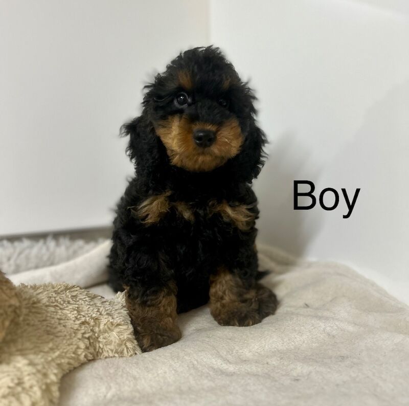 Cockapoo puppies for sale in Cambridgeshire – 3 months old
