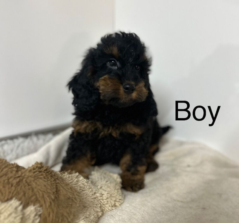 Cockapoo puppies for sale in Cambridgeshire – 3 months old - Image 2 of 6