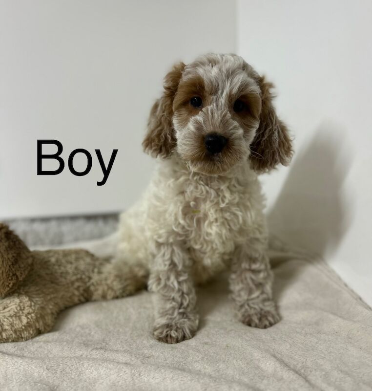 Cockapoo puppies for sale in Cambridgeshire – 3 months old - Image 3 of 6