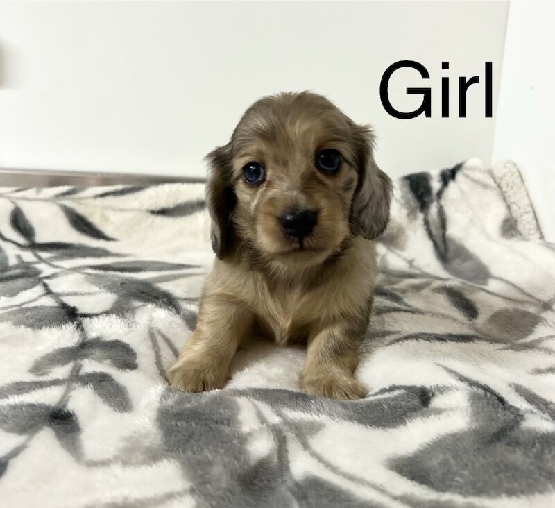 Cockapoo puppies for sale in Cambridgeshire – 3 months old - Image 5 of 6