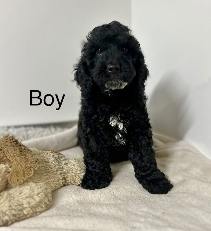 Cockapoo puppies for sale in Cambridgeshire – 3 months old - Image 6 of 6