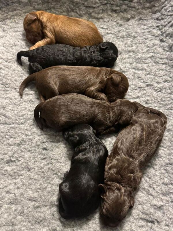 Cockapoo Puppies For Sale Under £1,000