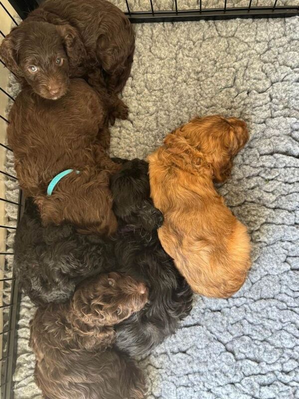 4 BEAUTIFUL COCKAPOO GIRLS Ready from the 2nd May! - Image 2 of 6