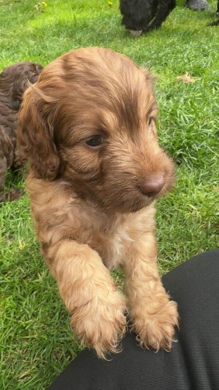 4 BEAUTIFUL COCKAPOO GIRLS Ready from the 2nd May! - Image 3 of 6