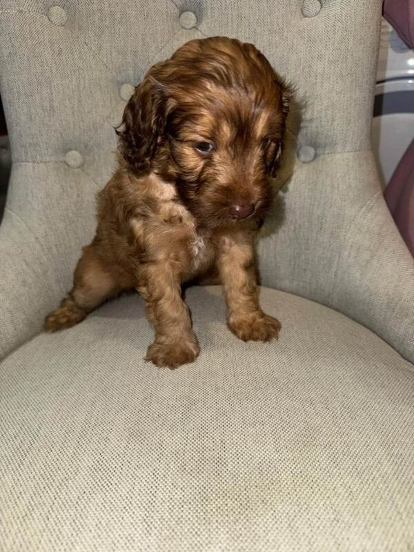 4 BEAUTIFUL COCKAPOO GIRLS Ready from the 2nd May! - Image 4 of 6