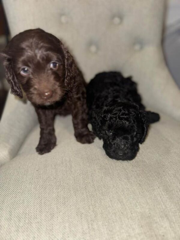 4 BEAUTIFUL COCKAPOO GIRLS Ready from the 2nd May! - Image 5 of 6