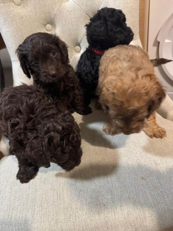 4 BEAUTIFUL COCKAPOO GIRLS Ready from the 2nd May! - Image 6 of 6