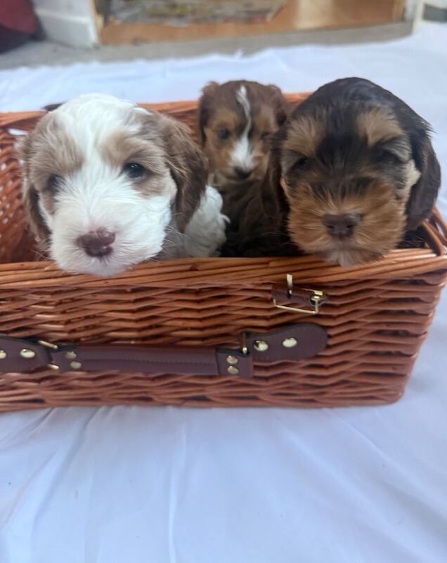 Cockapoo puppies for sale in Portsmouth, Hampshire – 6 weeks old - Image 2 of 3