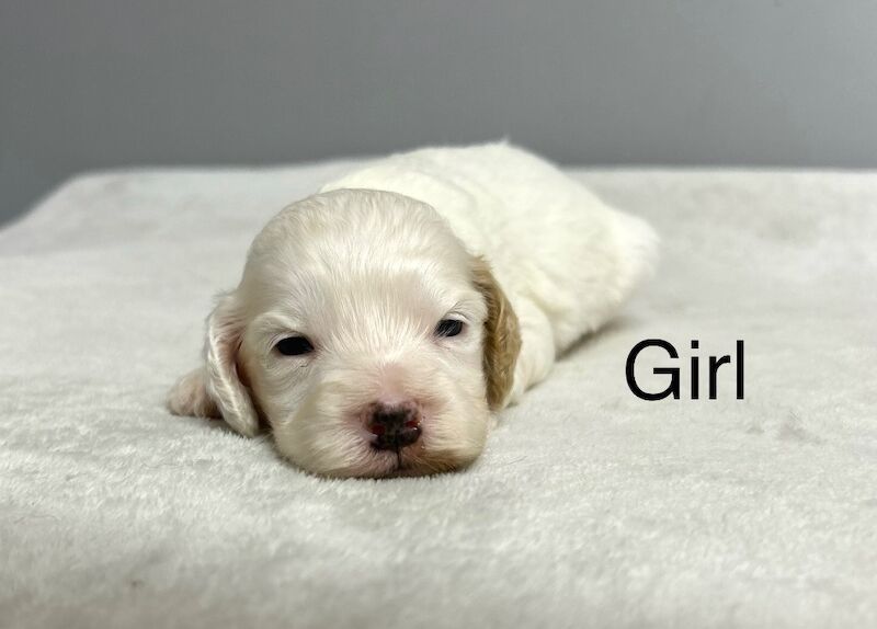 Cockapoo puppies for sale in Wisbech, Cambridgeshire – 4 weeks old - Image 2 of 5