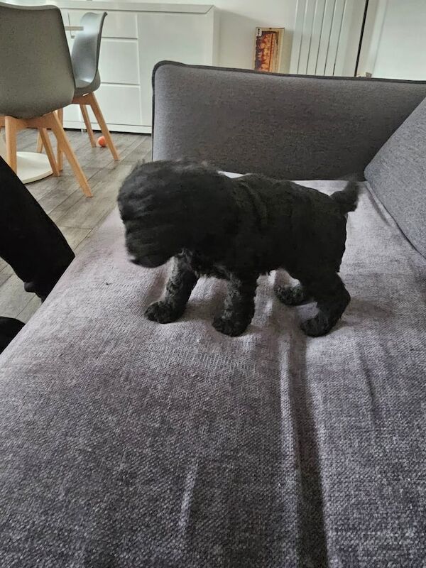 Cockapoo puppies for sale in Bulwell, Nottinghamshire – 12 weeks old - Image 2 of 3