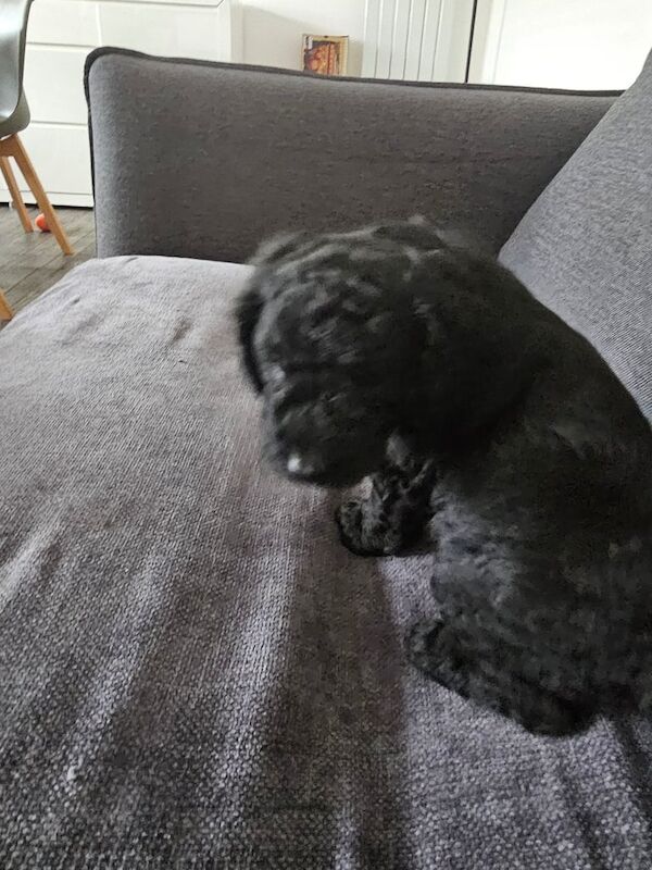 Cockapoo puppies for sale in Bulwell, Nottinghamshire – 12 weeks old - Image 3 of 3