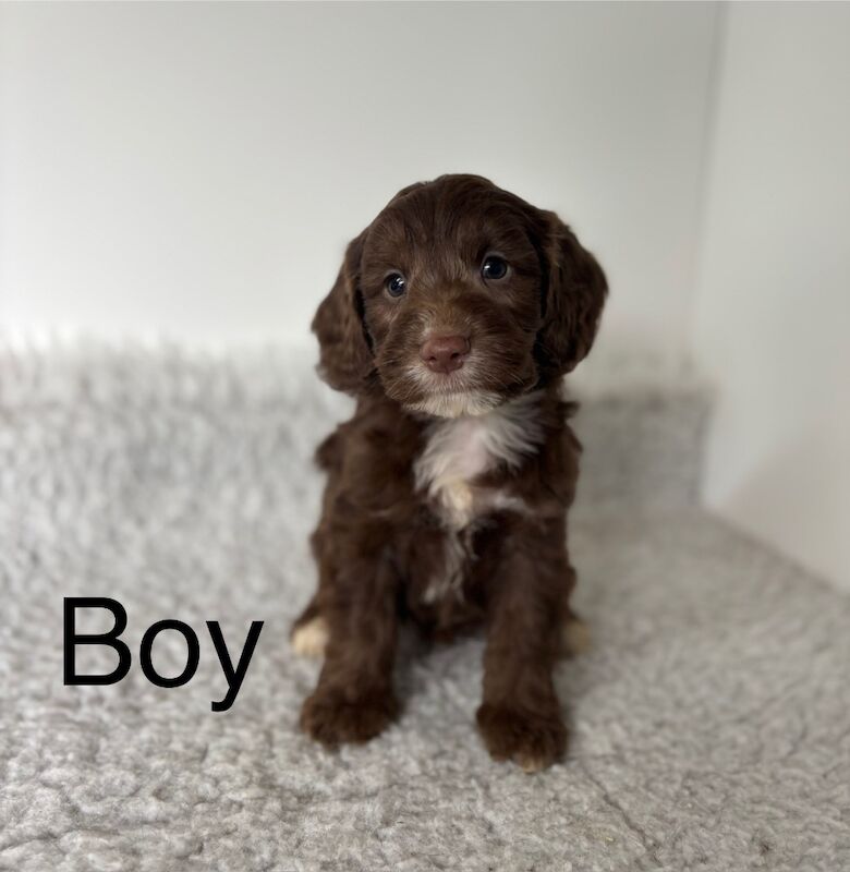 4 beautiful Cockapoos puppies for sale in Upwell, Norfolk