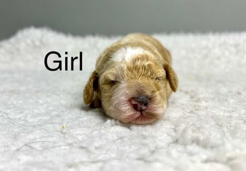 Cockapoo puppies for sale in Wisbech, Cambridgeshire – 2 weeks old - Image 2 of 5