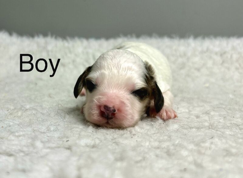 Cockapoo puppies for sale in Wisbech, Cambridgeshire – 2 weeks old - Image 4 of 5