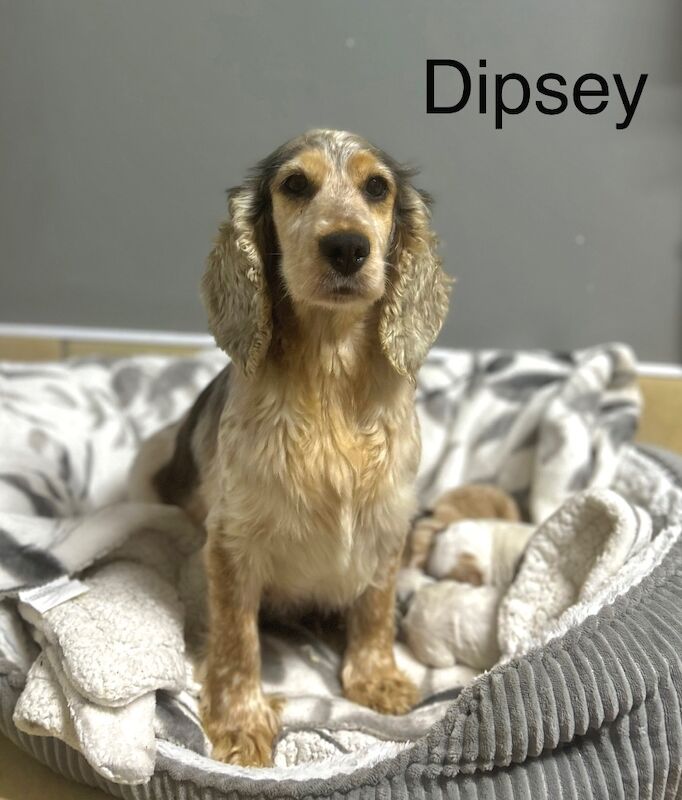 Cockapoo puppies for sale in Wisbech, Cambridgeshire – 2 weeks old - Image 5 of 5