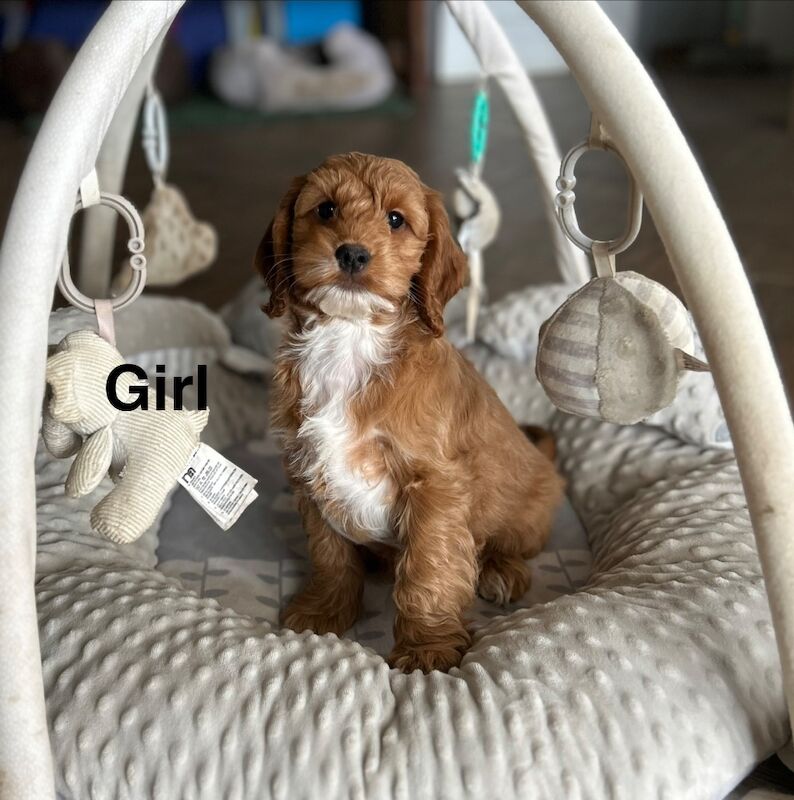4 beautiful cockapoos ready now - Image 5 of 5