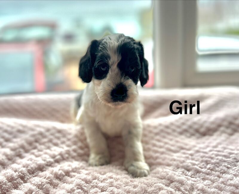 4 beautiful cockapoos ready to leave from 21st March - Image 5 of 5