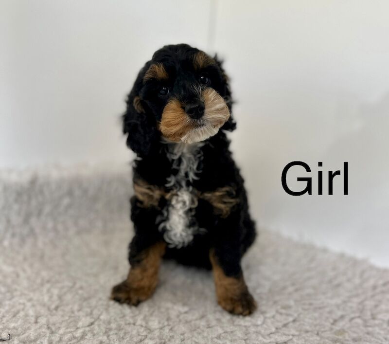 4 beautiful F1 cockapoo puppies ready now for sale in Upwell Norfolk