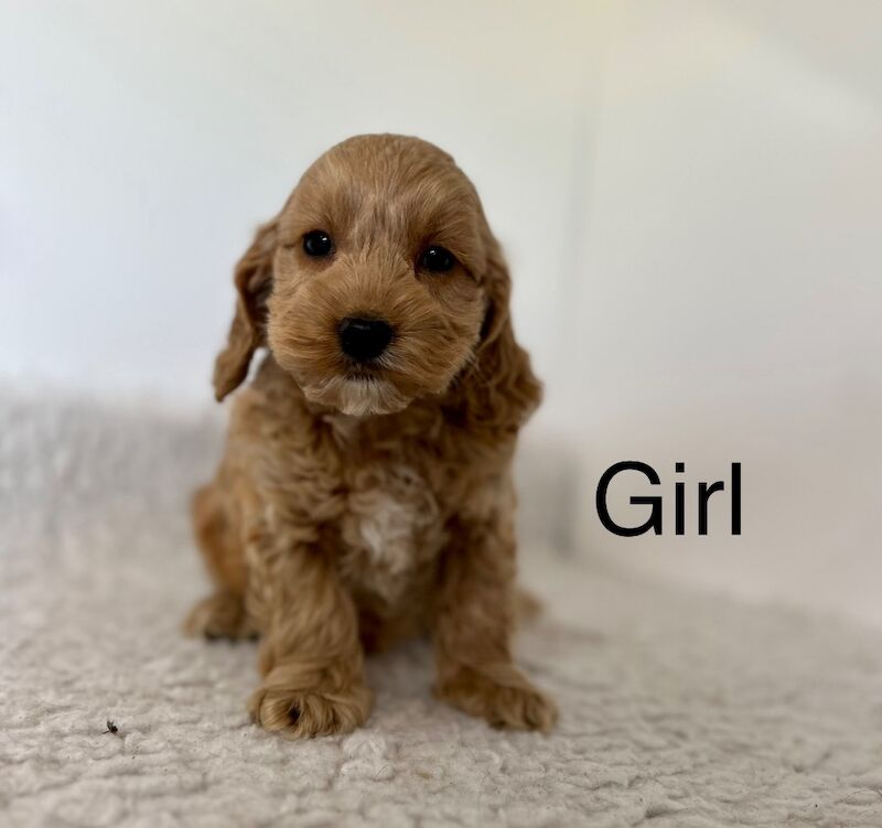4 beautiful F1 cockapoo puppies ready now for sale in Upwell Norfolk | Image 2