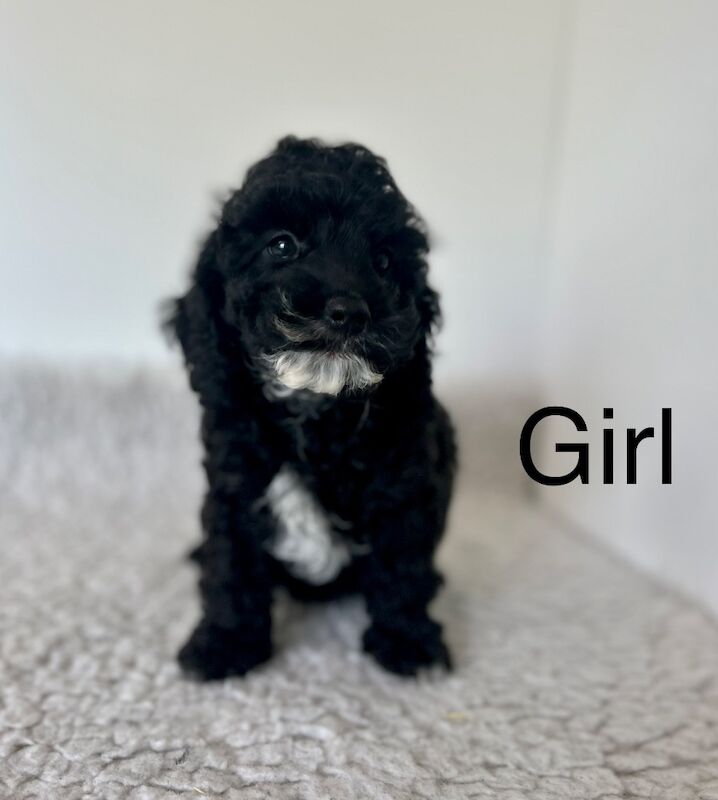 4 beautiful F1 cockapoo puppies ready now for sale in Upwell Norfolk | Image 3