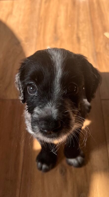 Cockapoo Puppies For Sale