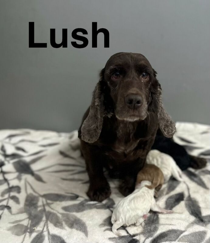 Apricot Cockapoo Puppies For Sale