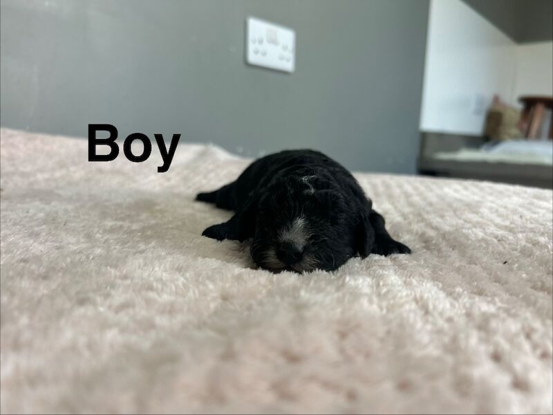 4 cockapoo boy and girls ready on 18th may - Image 2 of 5