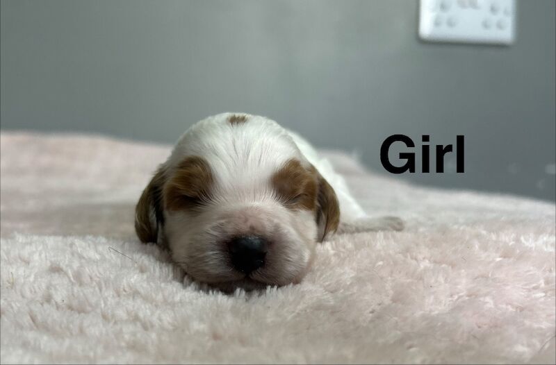 4 cockapoo boy and girls ready on 18th may - Image 4 of 5