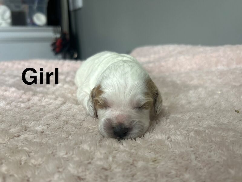4 cockapoo boy and girls ready on 18th may - Image 5 of 5