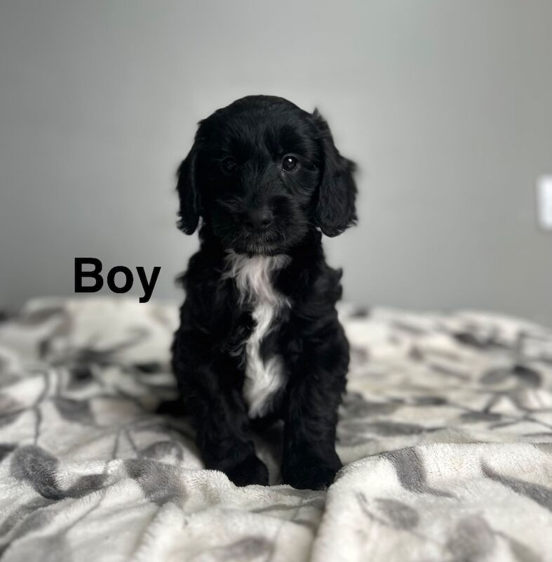4 cockapoo puppies 1 girl 3 boy available - Image 2 of 5
