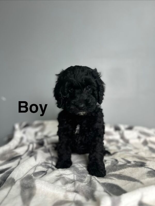 4 cockapoo puppies 1 girl 3 boy available - Image 3 of 5
