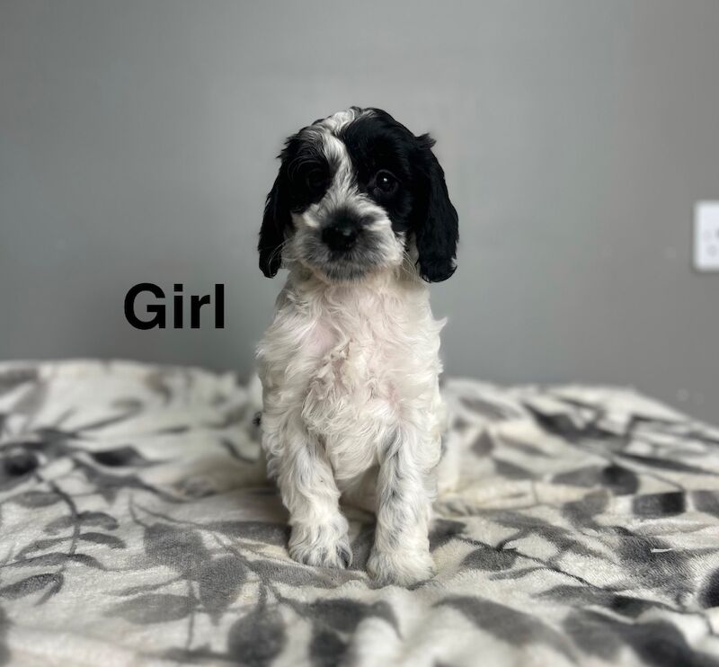 4 cockapoo puppies 1 girl 3 boy available - Image 4 of 5