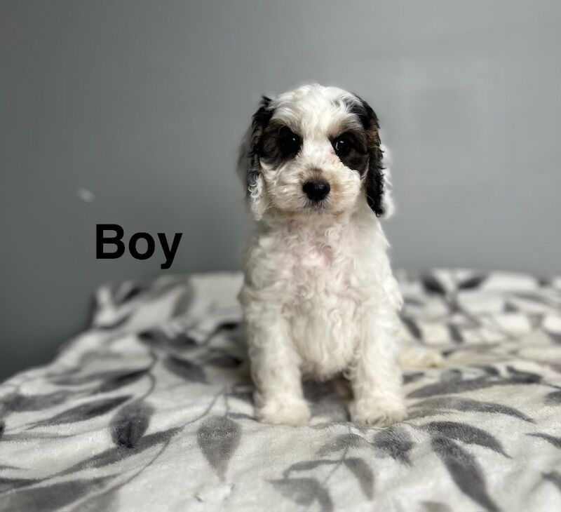 4 cockapoo puppies 1 girl 3 boy available - Image 5 of 5