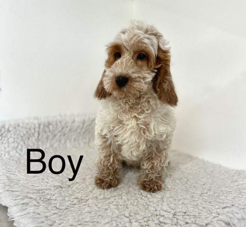Cockapoo puppies for sale in Wisbech, Cambridgeshire – 3 months old