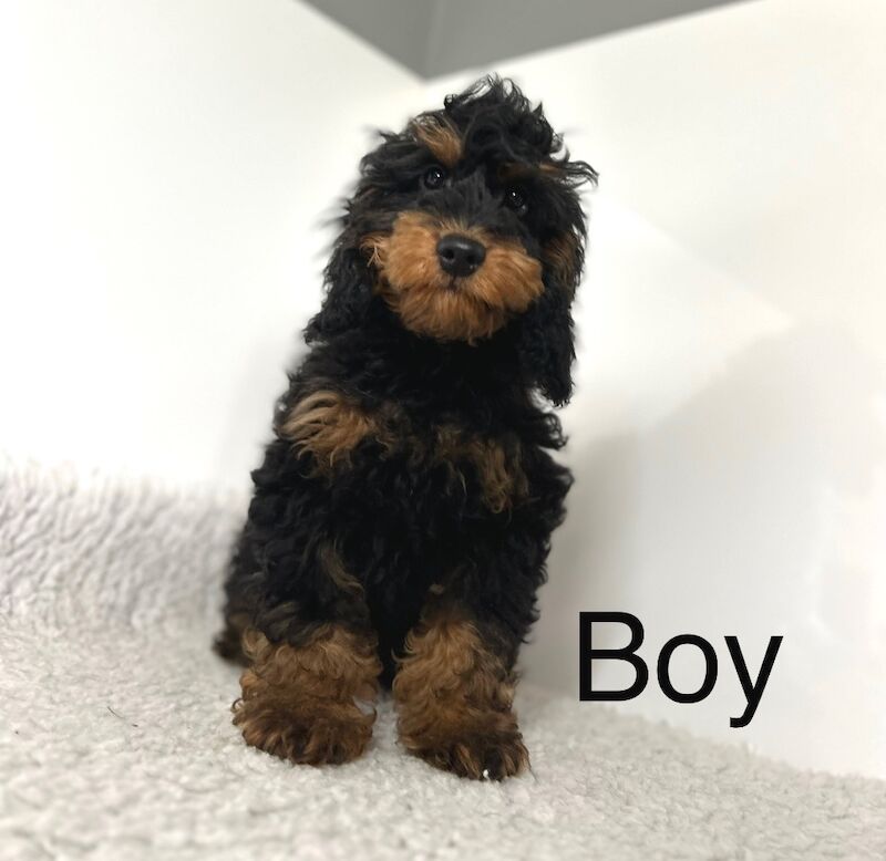 Cockapoo puppies for sale in Wisbech, Cambridgeshire – 3 months old - Image 2 of 5