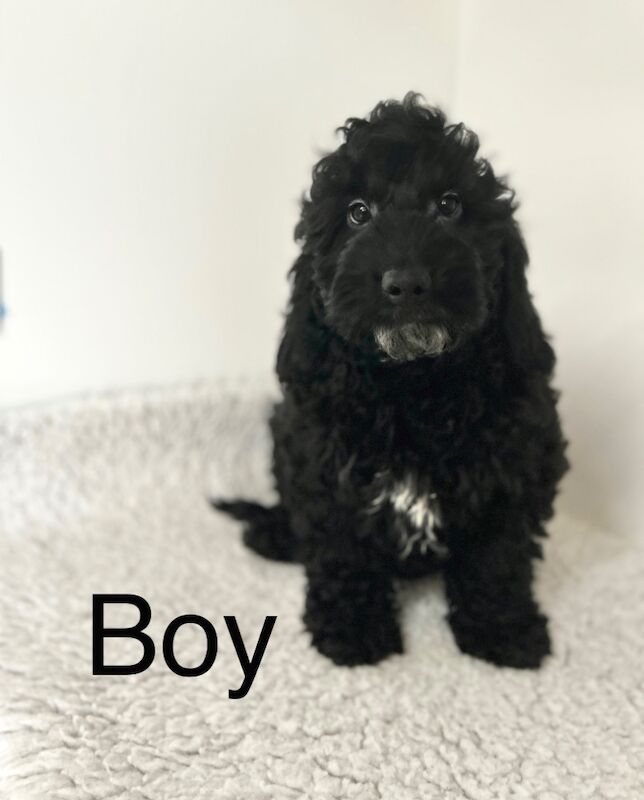 Cockapoo puppies for sale in Wisbech, Cambridgeshire – 3 months old - Image 3 of 5