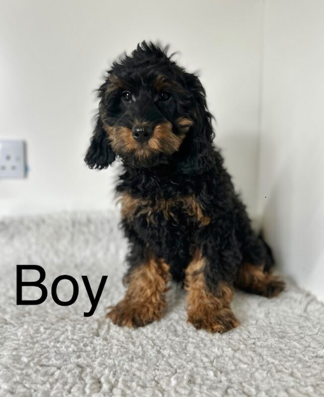 Cockapoo puppies for sale in Wisbech, Cambridgeshire – 3 months old - Image 5 of 5
