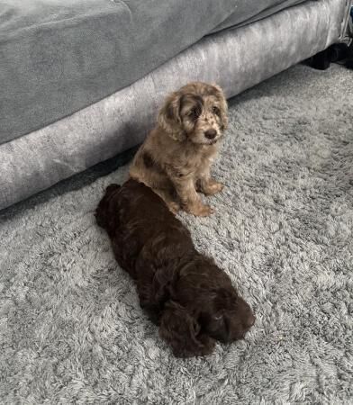 4 cockapoo with health tested parents for sale in Wombwell, South Yorkshire