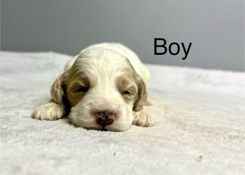 Cockapoo puppies for sale in Wisbech, Cambridgeshire – 3 weeks old - Image 3 of 5