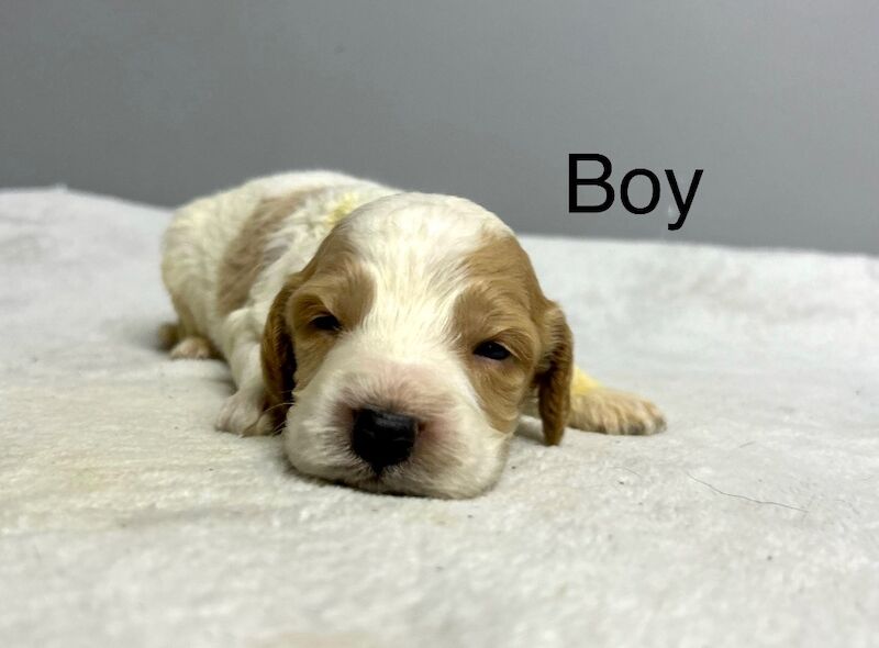 Cockapoo puppies for sale in Wisbech, Cambridgeshire – 3 weeks old - Image 4 of 5