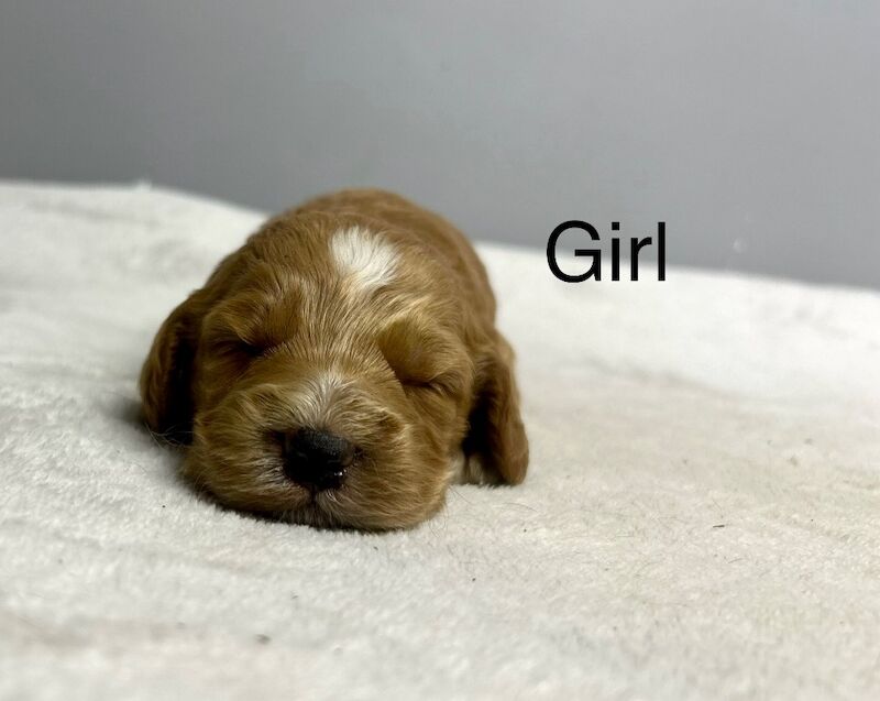 Cockapoo puppies for sale in Wisbech, Cambridgeshire – 3 weeks old - Image 5 of 5